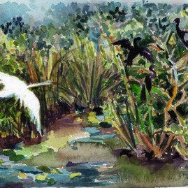 Great Egret and Anhingas in Habitat